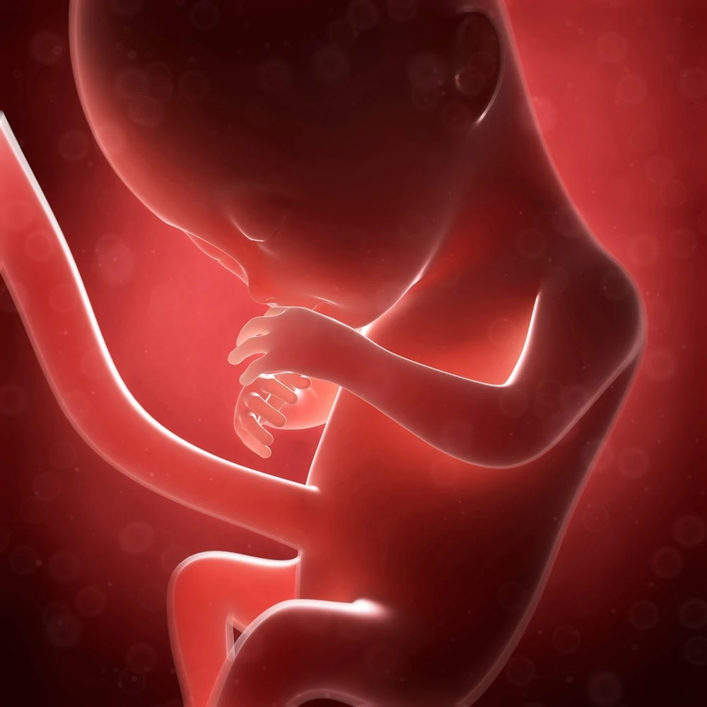 Third Trimester of Pregnancy: Fetal Development